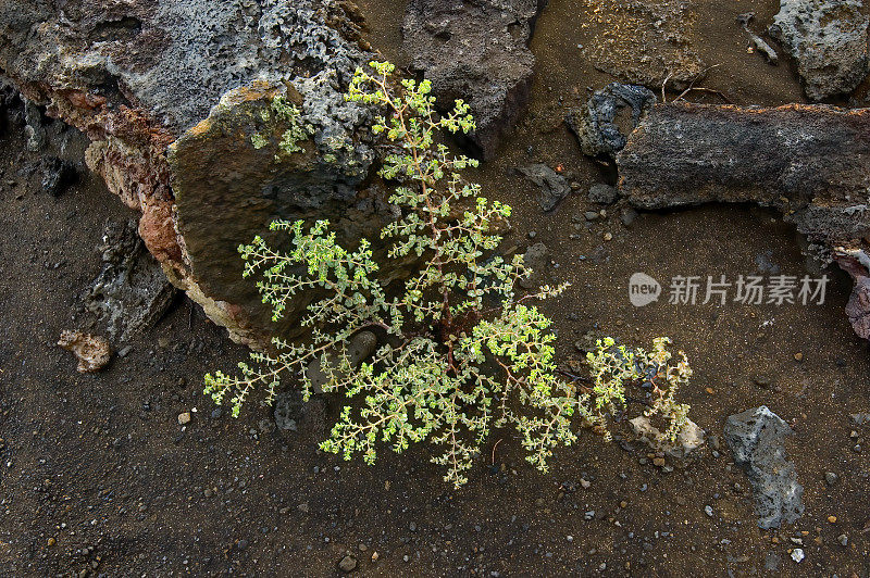 大Chamaesyce amplexicaulis是一种生长在厄瓜多尔加拉帕戈斯群岛干旱地区的小灌木。Bartolome岛。大戟科。